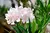 NERIUM OLEANDER - tienda online