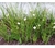 Dietes Bicolor (E4) en internet