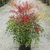 NANDINA DOMESTICA