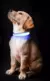 Collar Celeste LED para Mascotas - tienda online