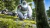 Megapithecus Pestis - comprar online