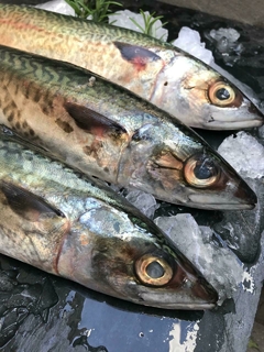 Banner de la categoría PESCADOS ENTEROS FRESCOS !!!!
