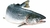 SALMON ROSADO ENTERO ,PRECIOS X 1 KGRS (Whole Pink Salmon)