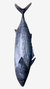 Bonito Entero ,(Little tunny), precio por 1 kg - FISHARTHOME