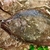 LENGUADO ENTERO FRESCO ( Flounder) X 1KGRS en internet
