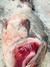 CHERNIA ENTERA ,( Wreckfish) PRECIO X 1 KG ,( pesan entre 2kg a 2,800 kg ) en internet