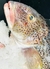 SALMON DE MAR (Brazilian sandperch) ( BLANCO ) ENTERO PRECIO X 1KG en internet