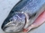 TRUCHAS ARCOIRIS FRESCAS , SIN VISCERAS , PRECIO X 1 GRS ( pesan entre 1.300 kg a 1.600 kg aprox ) (Fresh Rainbow Trout, Gutless) - comprar online