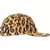 Boné GoodEnough x Supreme Crushed Rayon Camp Leopard on internet