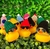 Duck invierno