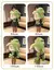 Almofada Grande sapo verde real - brinquedo de pelúcia simulação deitado sapos - Macio - Travesseiro fofo na internet