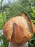PAN DE MASA MADRE INTEGRAL - comprar online