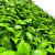 Jardin Vertical interior 50x50 - comprar online