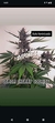 AUTO LEMON CHERRY COOKIES FEM na internet
