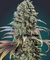 AUTO LCC X APLES E BANANAS