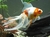 GOLDFISH CALICO COLA DE VELO (CARASSIUS AURATUS)