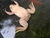 RANA AFRICANA (Xenopus laevis)