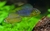 APISTOGRAMMA BORELLII (APISTOGRAMMA BORELLII)