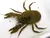 CANGREJO TANQUE (AEGLA PLATENSIS)