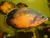 CICLIDO OSCAR 2CM (ASTRONOTUS OCELLATUS) - ACUARIO ICE