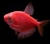 TETRA MONJITA (GYMNOCORYMBUS TERNETZI) - comprar online