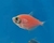 TETRA MONJITA (GYMNOCORYMBUS TERNETZI) en internet
