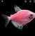 TETRA MONJITA (GYMNOCORYMBUS TERNETZI) - ACUARIO ICE