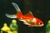 GOLDFISH COMETA SURTIDO (CARASSIUS AURATUS V. COMETA)