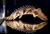 BICHIR DE ARENA (POLYPTERUS ENDLICHERI)