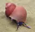CARACOL BLUE BERRY (VIVIPARIDAE)