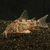 CORYDORA PIMIENTA (CORYDORA PALEATUS)
