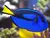 CIRUJANO AZUL (PARACANTHURUS HEPATUS)