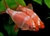 Imagen de BARBO SUMATRANO (PUNTIUS TETRAZONA)