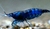 CAMARON BLUE VELVET (NEOCARIDINA DAVIDI)