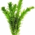 PLANTA NATURAL ELODEA 5 TALLOS