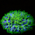 FUNGIA SP. GREEN