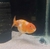 RANCHU CALICO HEMBRA IMPORTADO INDONESIA 9CM (CARASSIUS AURATUS V. RANCHU)