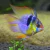 RAMIREZI (MIKROGEOPHAGUS RAMIREZI) - comprar online