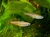 ARCOIRIS TENELLUS (PSEUDOMUGIL TENELLUS)