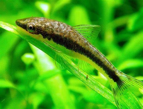 COMEALGAS OTOCINCLUS (OTOCINCLUS AFFINIS)