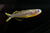 ARCOIRIS FURCATA (PSEUDOMUGIL FURCATUS)