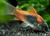 CORYDORA VENEZUELANUS (CORYDORA VENEZUELANUS)
