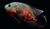 CICLIDO OSCAR 2CM (ASTRONOTUS OCELLATUS) en internet