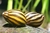 CARACOL CEBRA (NERITINA NATALENSIS)