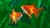 GOLDFISH COMUN SURTIDO (CARASSIUS AURATUS)