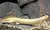 BICHIR DE SENEGAL (POLYPTERUS SENEGALUS)