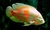 CICLIDO OSCAR 2CM (ASTRONOTUS OCELLATUS) - comprar online