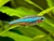TETRA NEON VERDE (PARACHEIRODON SIMULANS)