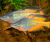 ARCOIRIS PARKINSON (MELANOTAENIA PARKINSONI)