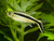 TETRA PINGUINO (THAYERIA BOEHIKEI)